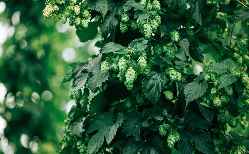 В Чувашии 4 организации получат более 75 млн рублей на развитие хмелеводства