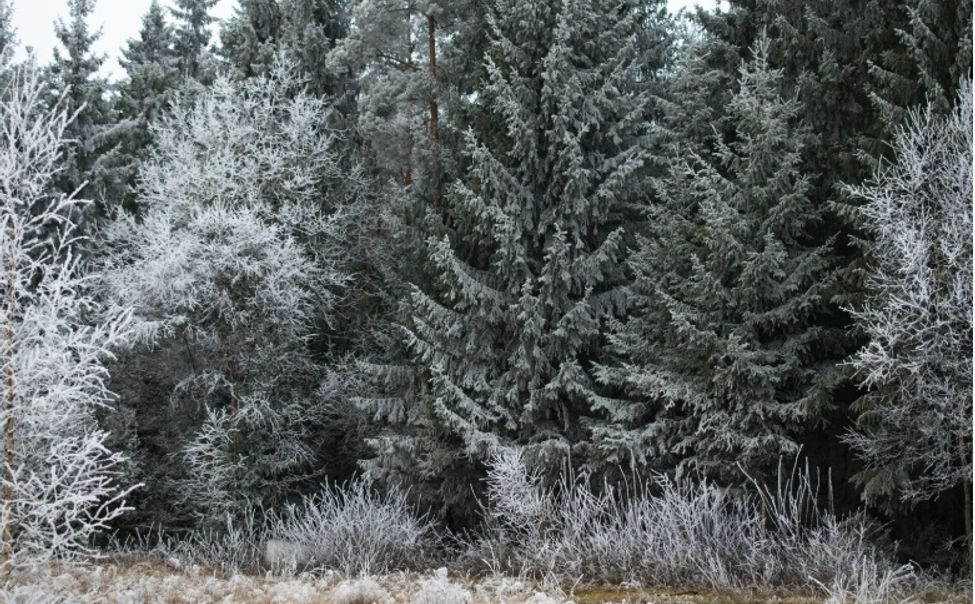 Скоро Новый год: уже объявлен аукцион на заготовку и продажу ёлок