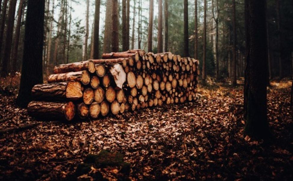 В Чувашии участники СВО и ветераны боевых действий получат льготу на покупку древесины