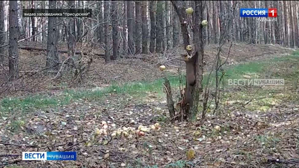 В «Присурском» запасливая куница-белодушка натаскала на зиму ведро яблок