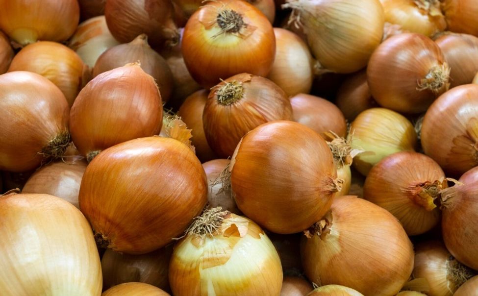 С начала года Чувашия отправила на экспорт 1700 тонн лука-севка