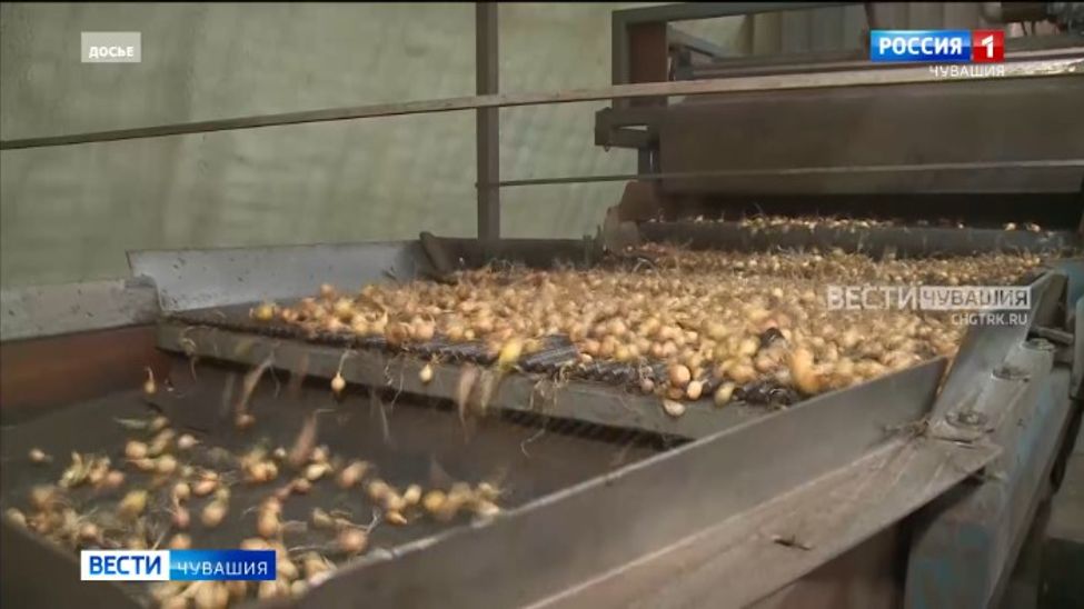 Чувашский лук-севок продолжает покорять зарубежье