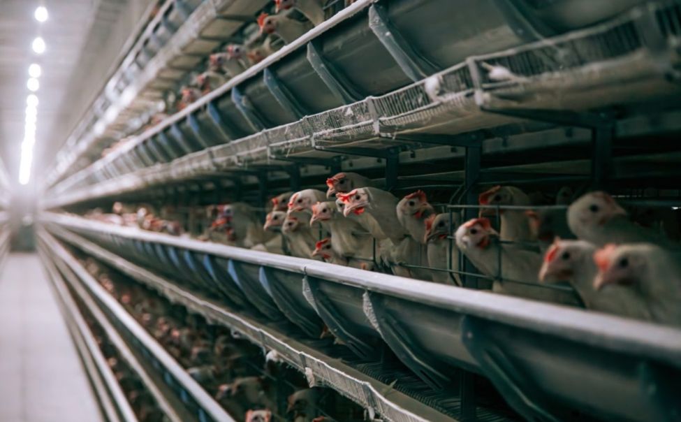 В Чувашии за 10 месяцев произвели почти 100 тысяч тонн мяса В Чувашии за 10 месяцев произвели почти 100 тысяч тонн мяса