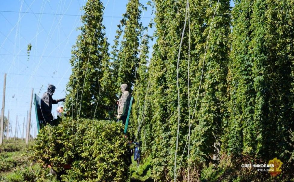 В Чувашии подвели итоги работы инцидента по развитию хмелеводства