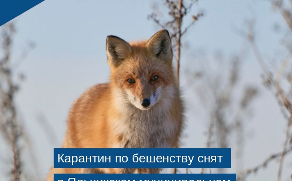 В Яльчикском округе снят карантин по бешенству