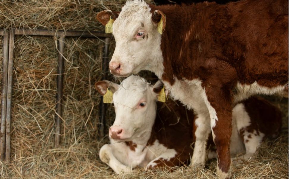 В Чувашии более 1000 самозанятых получили субсидии на развитие ЛПХ