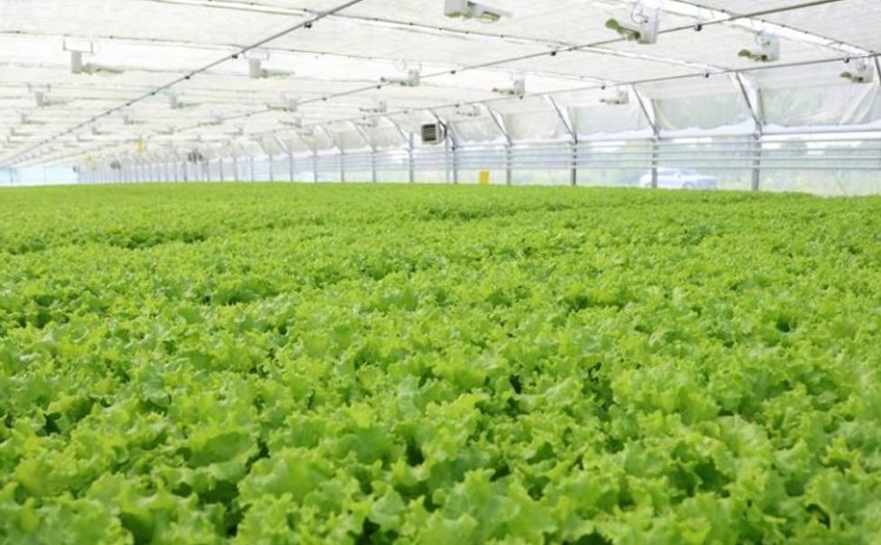 За год в Чувашии собрали более 32 тысяч тонн тепличных овощей и салатов 