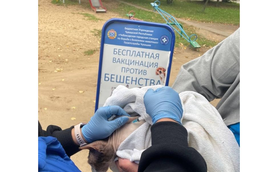 В Чебоксарах продолжается выездная БЕСПЛАТНАЯ вакцинация собак и кошек от бешенства