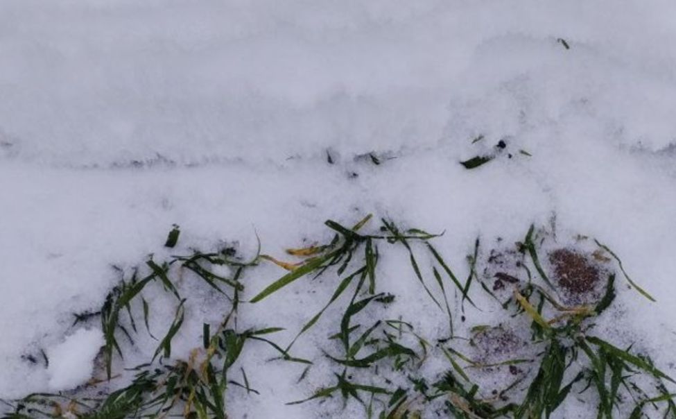 Состояние озимых в Чувашии не вызывает опасений Состояние озимых в Чувашии не вызывает опасений