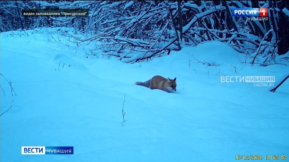 Заповедник «Присурский» рассказал о зимовке зверей