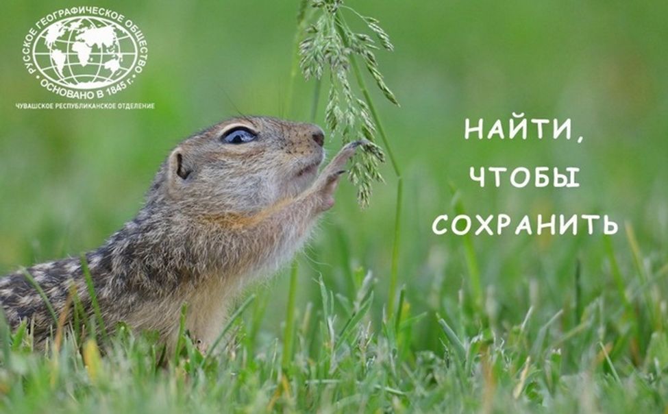 Жителям Чувашии предлагают спасти от исчезновения крапчатого суслика