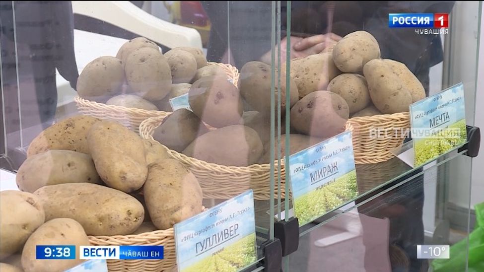 Пуш уйӑхӗн 4-мӗшпе 5-мӗшӗнче Шупашкарта йӑлана кӗнӗ ҫӗр улми куравӗ пулать