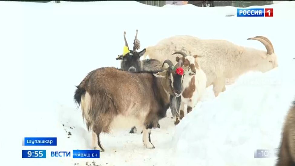 Ҫӑварнин чи хитре катемпине суйлаҫҫӗ