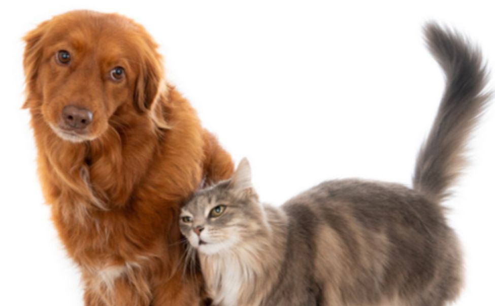 В Новочебоксарске завершается создание современной ветклиники