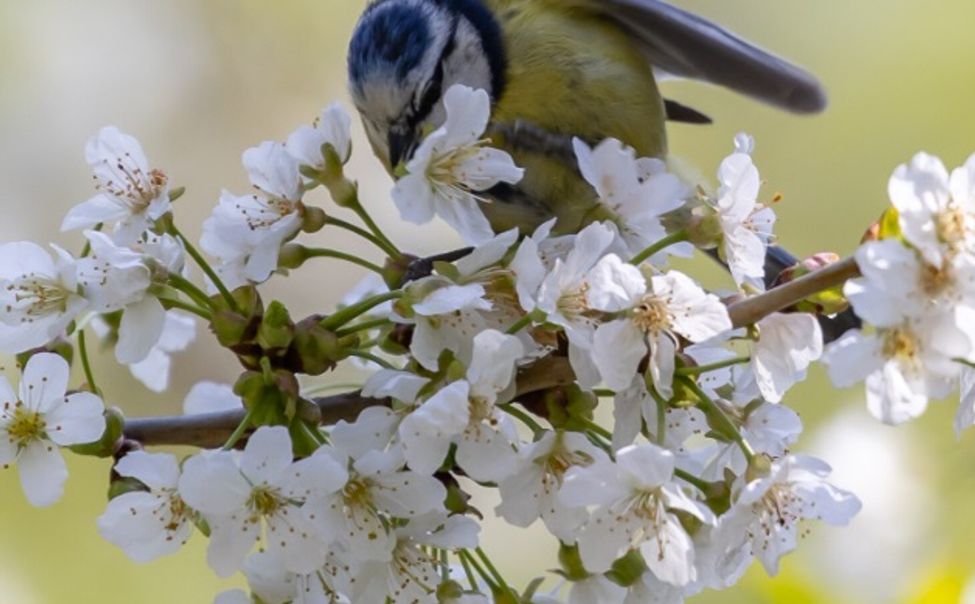 В театре "Волга опера" состоится концерт, посвящённый весне и птицам