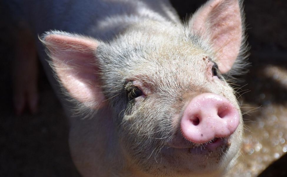 Против классической чумы в 2025 году вакцинировано свыше 407 тыс свиней Против классической чумы в 2025 году вакцинировано свыше 407 тыс свиней