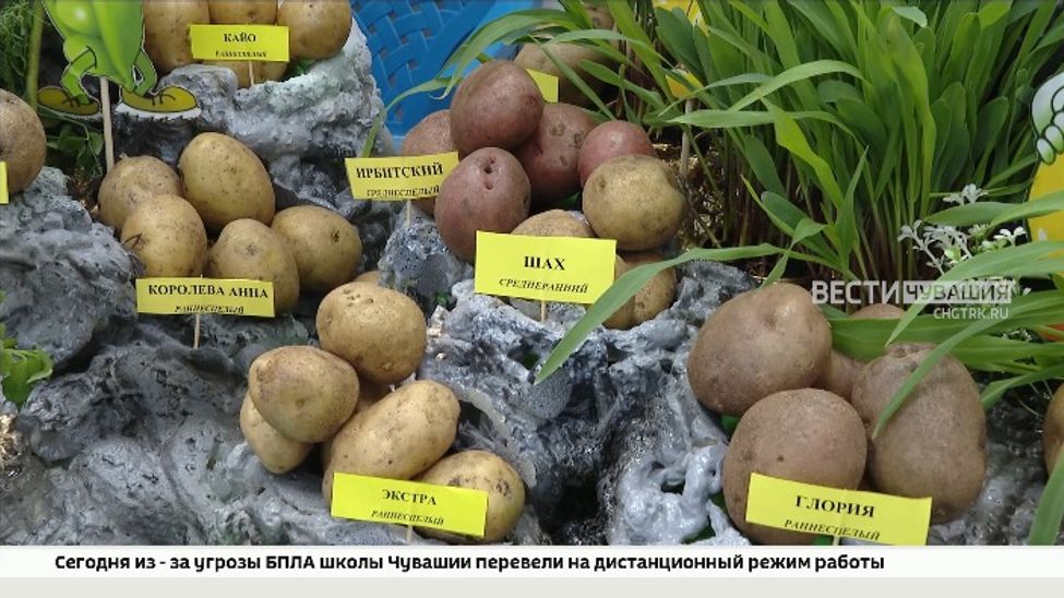 Почти 100 блюд из "второго хлеба" представила Межрегиональная выставка "Картофель - 2026"