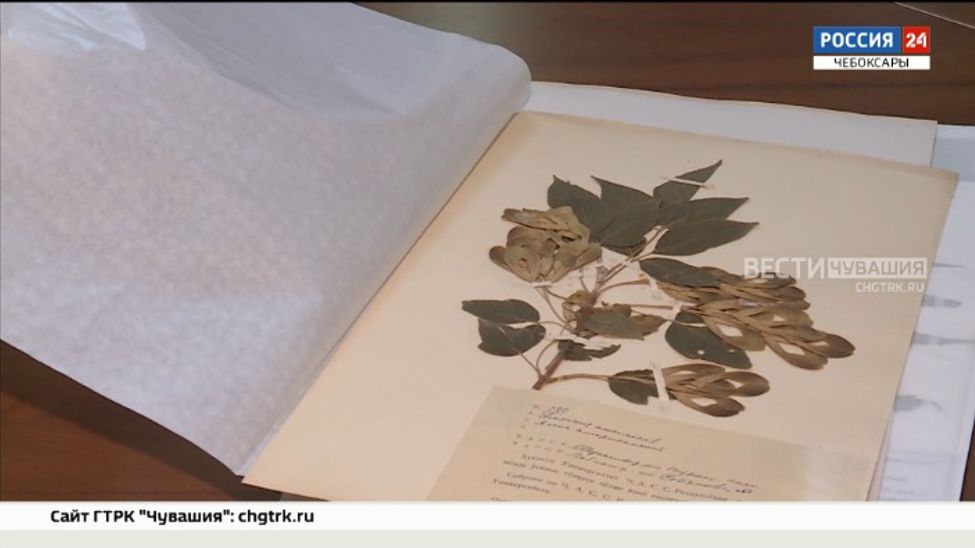 В Чувашском национальном музее стартовал проект «Растительный покров Чувашии: 100 лет исследований и перемен»
