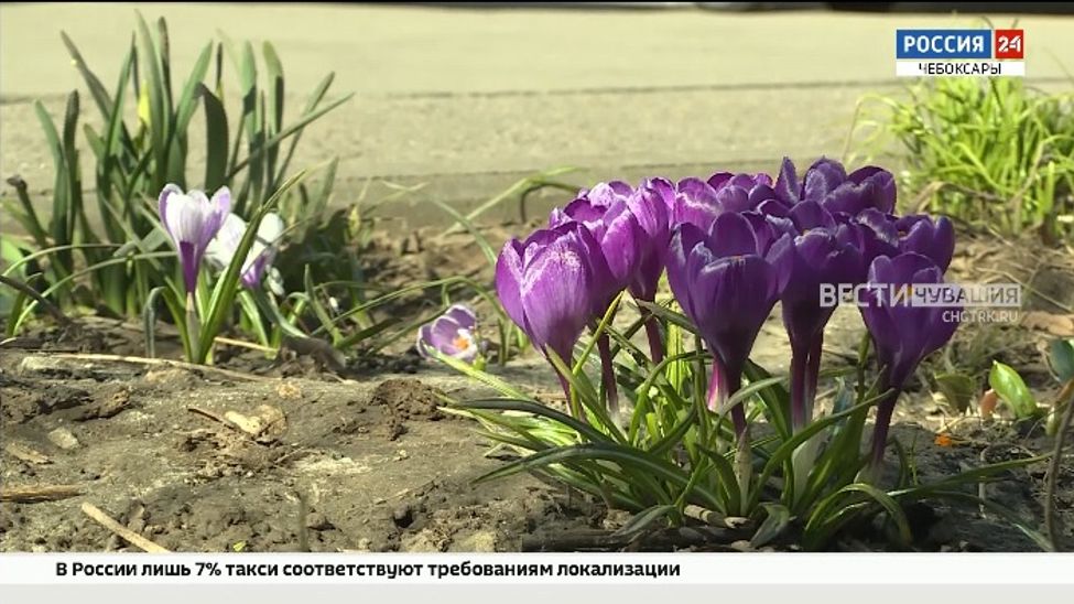 Весна в столице: в Чебоксарах распустились крокусы