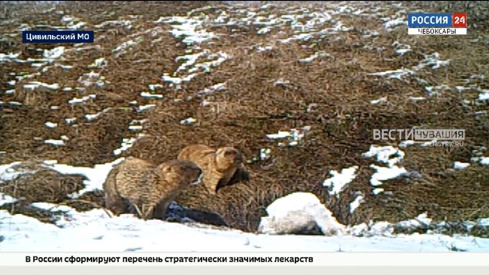 Чувашские сурки-байбаки уже проснулись, несмотря на сугробы