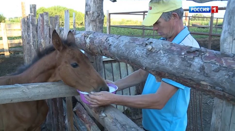 Хамӑрьялсем. Выпуск от 21.10.2020