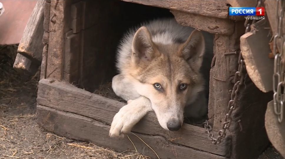 Хамӑрьялсем. Выпуск от 11.11.2020