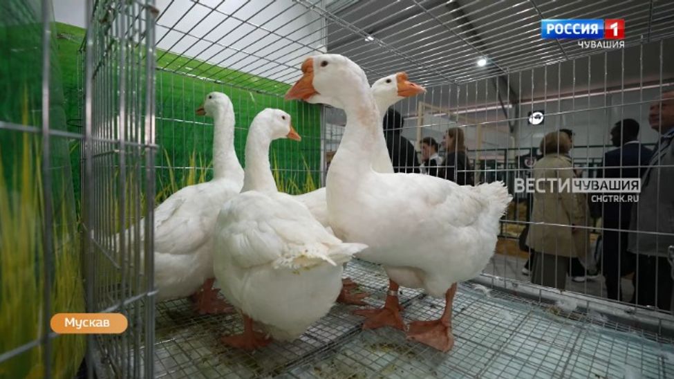 Алран кайми. Выпуск от 18.10.2023