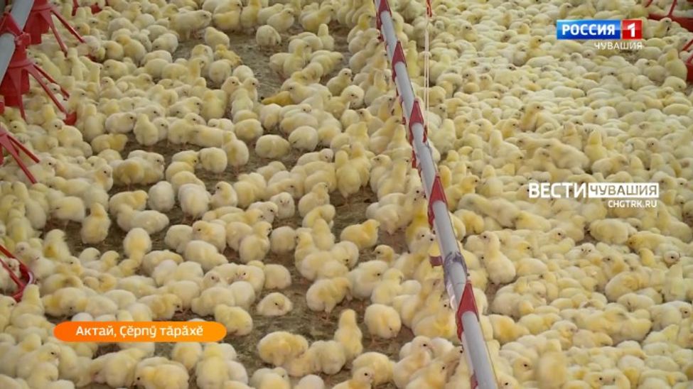 Алран кайми. Эфир от 03.06.2024