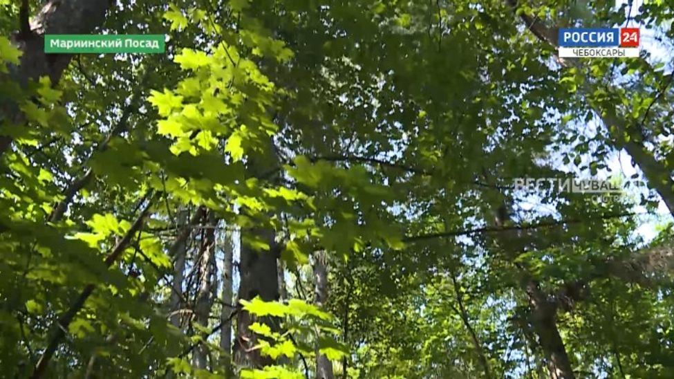 Вести. Экология. Эфир от 30.07.2024