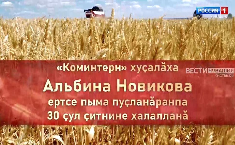 Альбина Новикова - 30 лет за штурвалом СХПК "Коминтерн". На чувашском языке