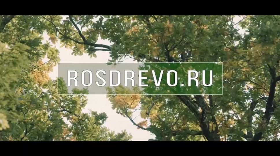 Старейшина чувашских дубов