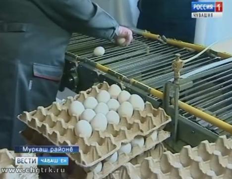 Муркашри чăх-чĕп фабрикине уçнăранпа 50 çул çитрĕ