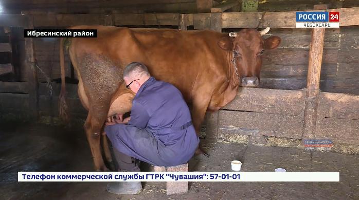 Чувашские фермеры активно пользуются государственной поддержкой Чувашские фермеры активно пользуются государственной поддержкой
