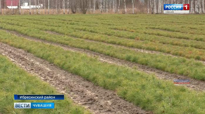 В Ибресинском лесничестве работает уникальное предприятие по переработке и хранению семян хвойных деревьев В Ибресинском лесничестве работает уникальное предприятие по переработке и хранению семян хвойных деревьев