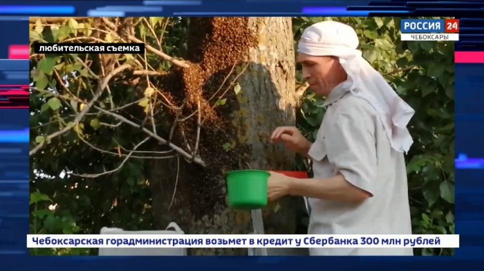 Пчелы облюбовали улицу в Юго-Западном районе Чебоксар Пчелы облюбовали улицу в Юго-Западном районе Чебоксар