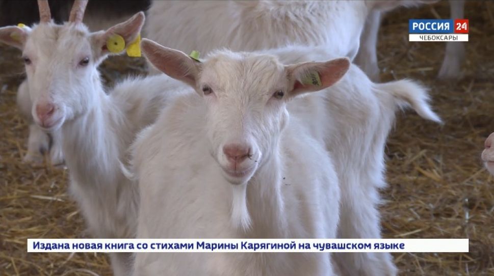 11 фермеров Чувашии получили грант «Агростартап» 11 фермеров Чувашии получили грант «Агростартап»