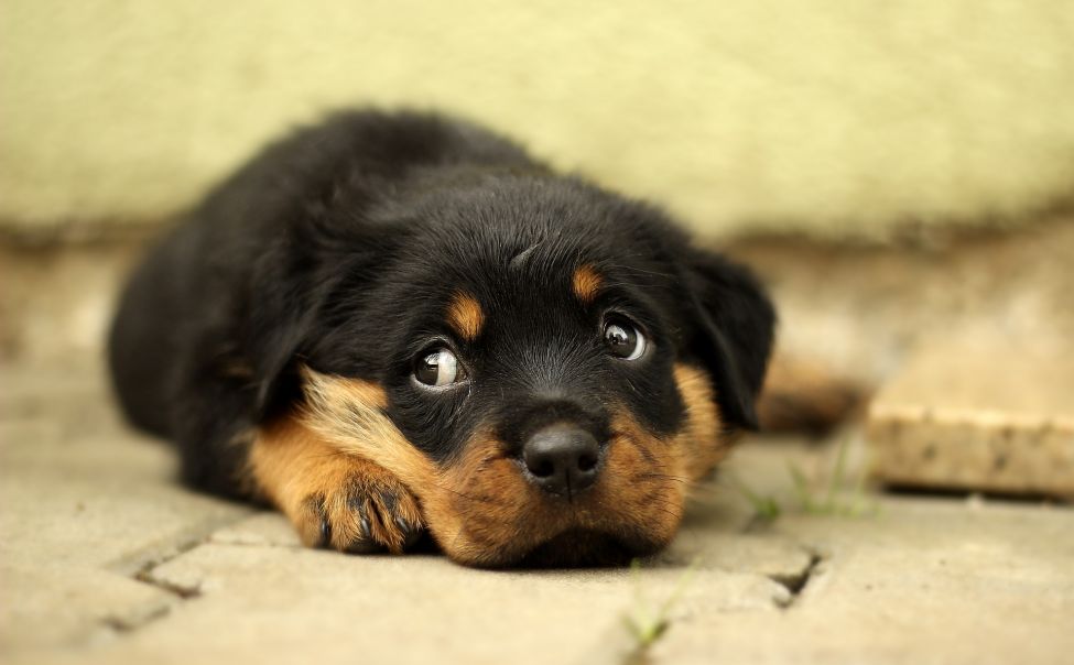 В России планируют ввести обязательную регистрацию собак