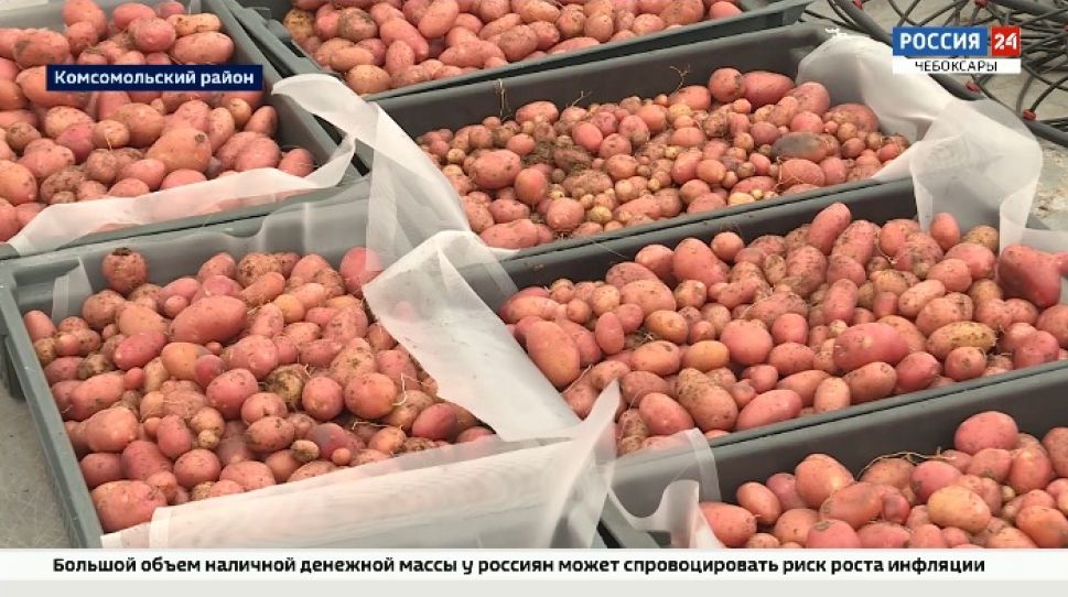 В Чувашии начали выращивать элитные семена картофеля В Чувашии начали выращивать элитные семена картофеля