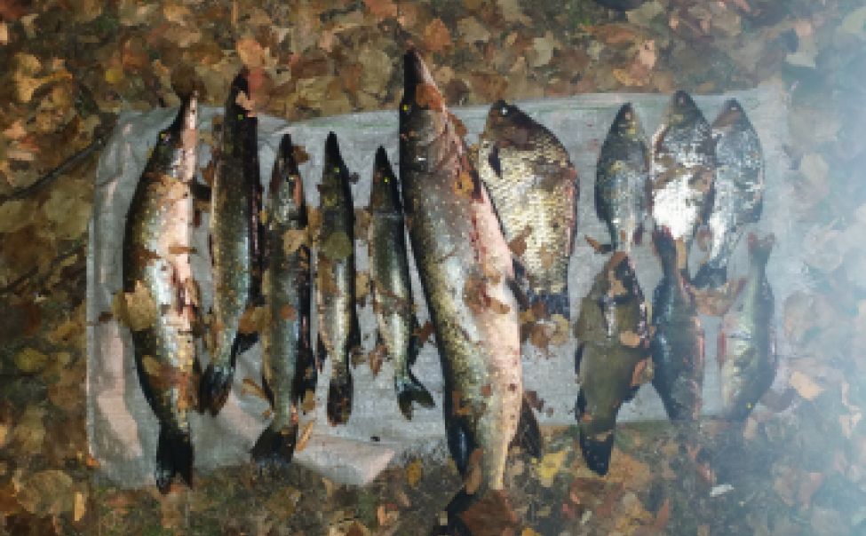 В Чувашии поймали браконьера, ловившего рыбу запрещенным орудием В Чувашии поймали браконьера, ловившего рыбу запрещенным орудием