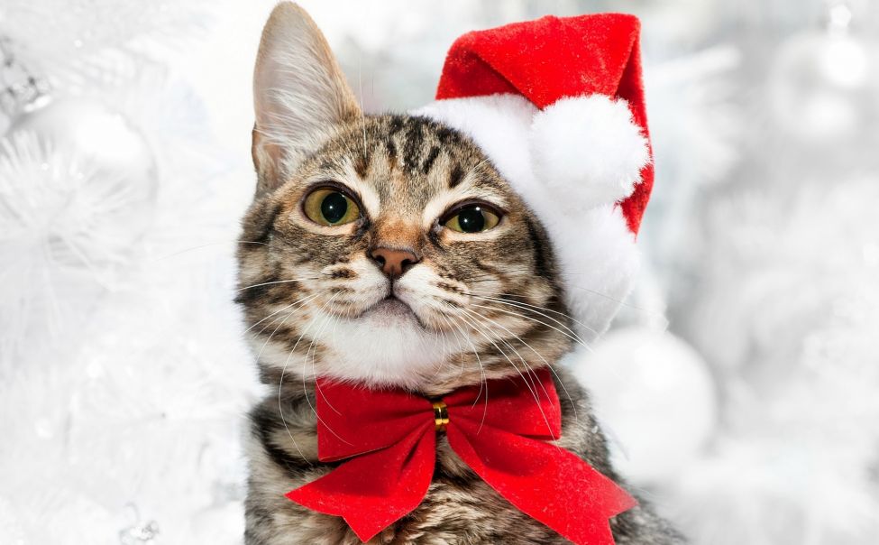 Фотки новогодних котиков