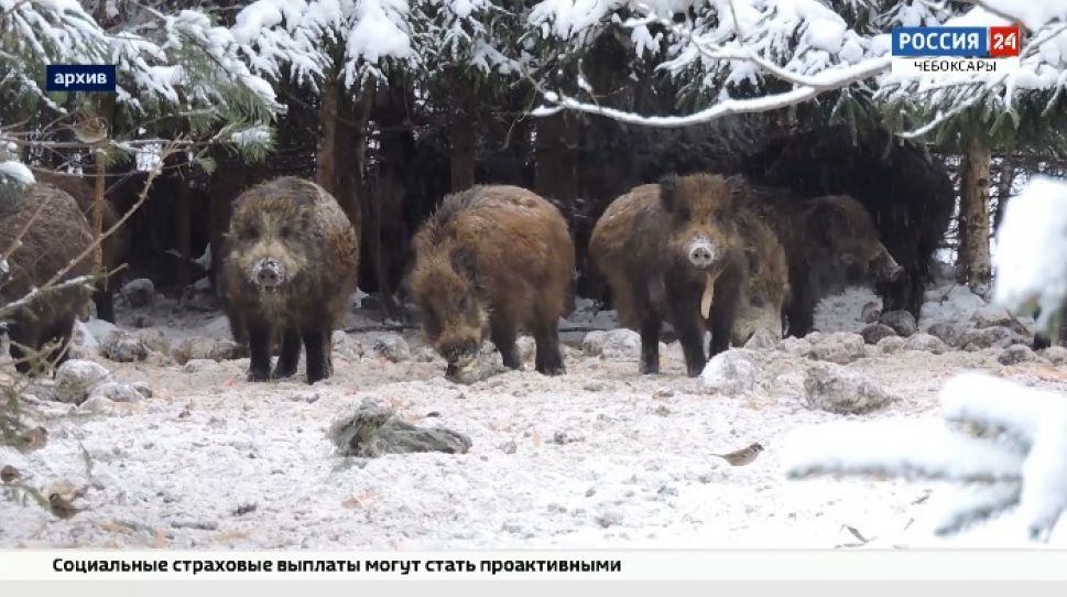 Популяция диких кабанов в Чувашии превышает норму в 2 раза Популяция диких кабанов в Чувашии превышает норму в 2 раза