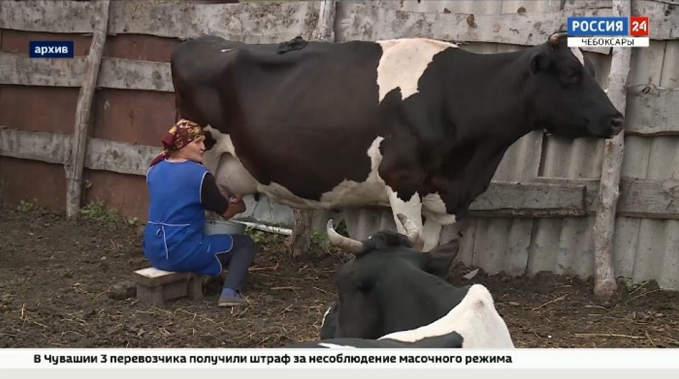 В Чувашии субсидия на содержание коров позволила сохранить поголовье В Чувашии субсидия на содержание коров позволила сохранить поголовье