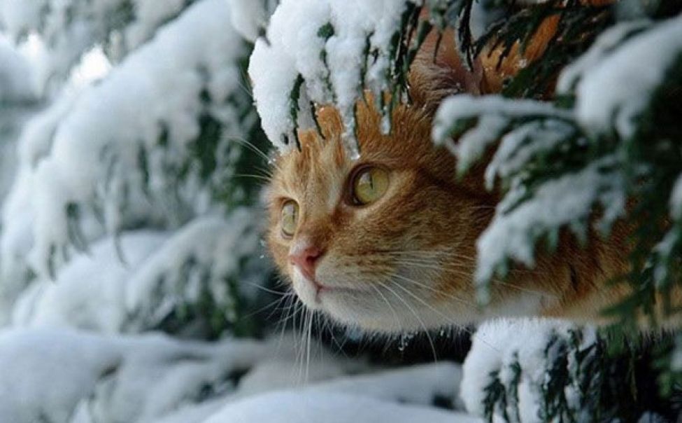 Теплая погода в декабре. Кот зима. Кошки зимой. Снежное утро. Рыжий кот в снегу.