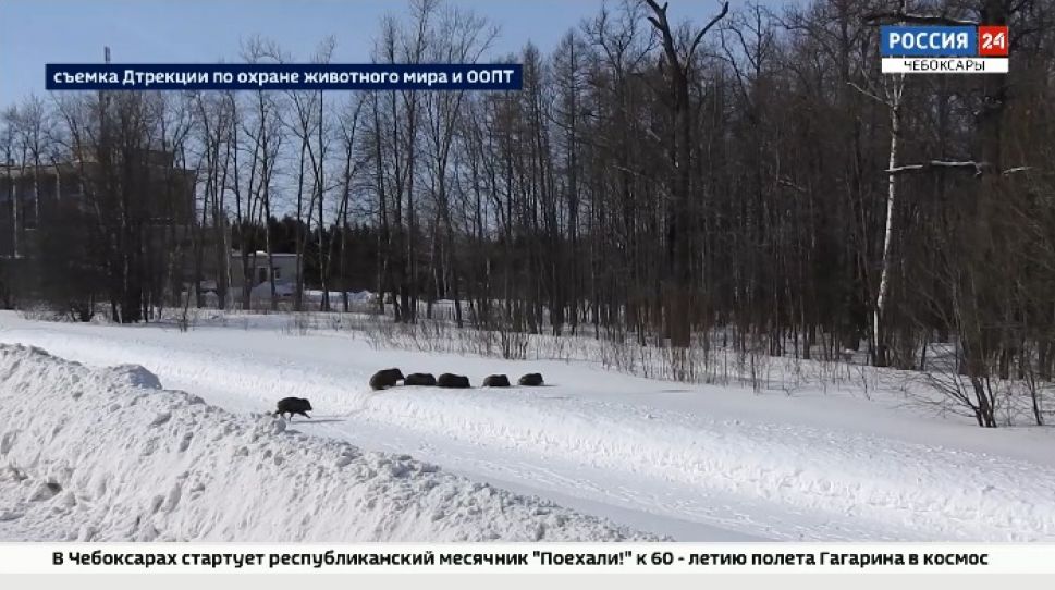Кабанов, оккупировавших сарай в Чандрово, прогнали в лес Кабанов, оккупировавших сарай в Чандрово, прогнали в лес