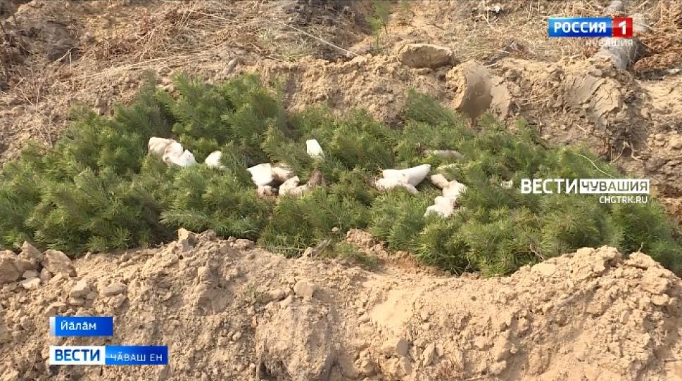 Йӑлӑмра Пӗтӗм Раҫҫейри акцие хутшӑнса йывӑҫ-тӗм лартрӗҫ Йӑлӑмра Пӗтӗм Раҫҫейри акцие хутшӑнса йывӑҫ-тӗм лартрӗҫ