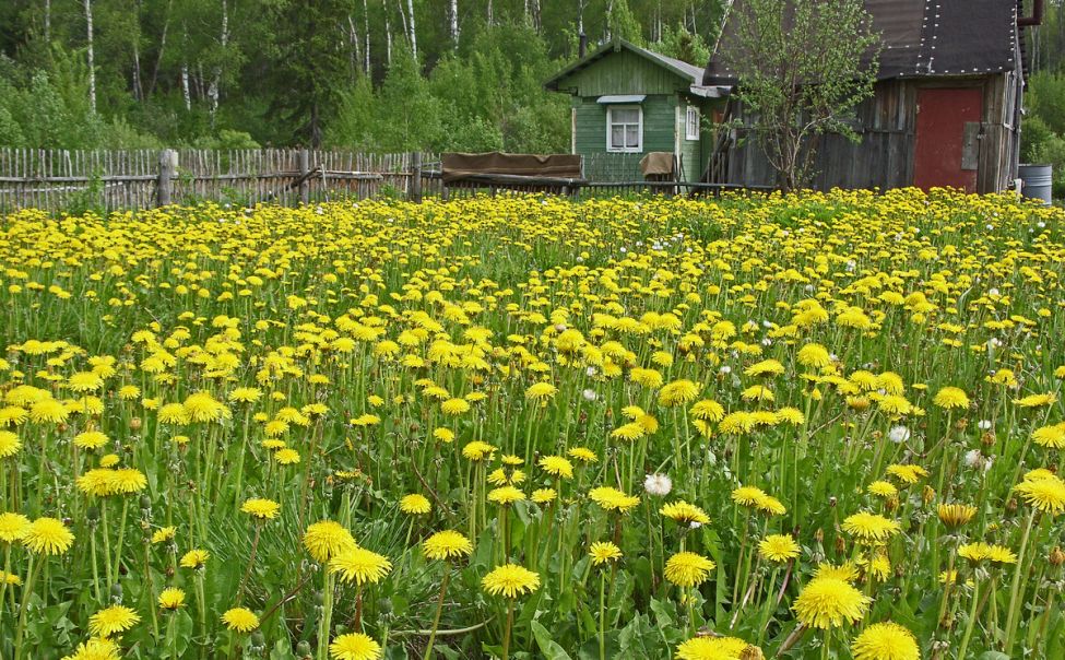 Сорняки на участке фото