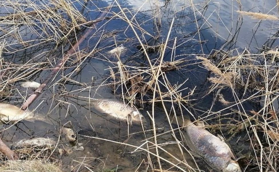 На плотине реки Кепе в Батырево массово гибнет рыба