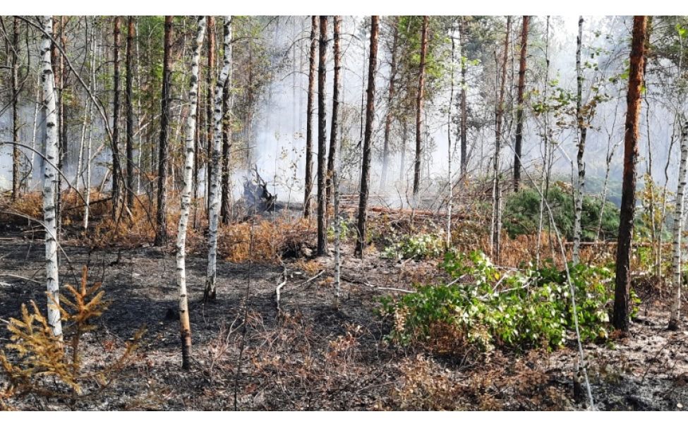 В двух районах Чувашии установлен наивысший V класс пожарной опасности в лесах