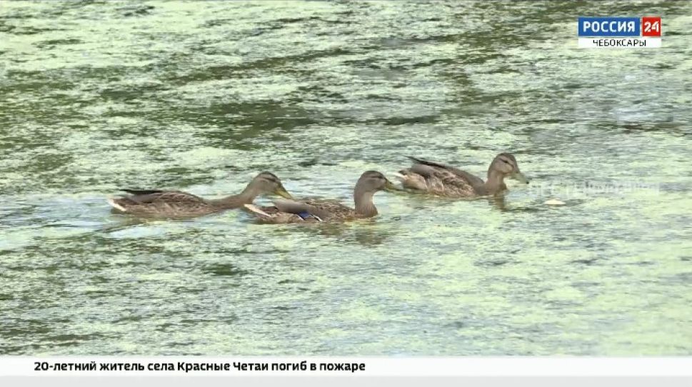За восстановление экологии реки Кукшум взялись активисты За восстановление экологии реки Кукшум взялись активисты