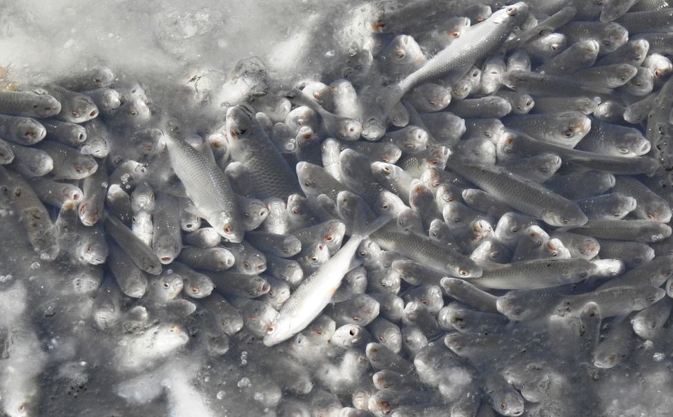 Во льду Чебоксарского залива пробурят майны, чтобы спасти карасей от удушья
